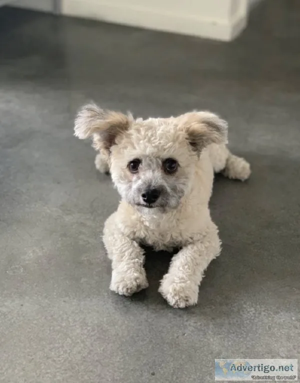 Maltese Yorkie Puppy