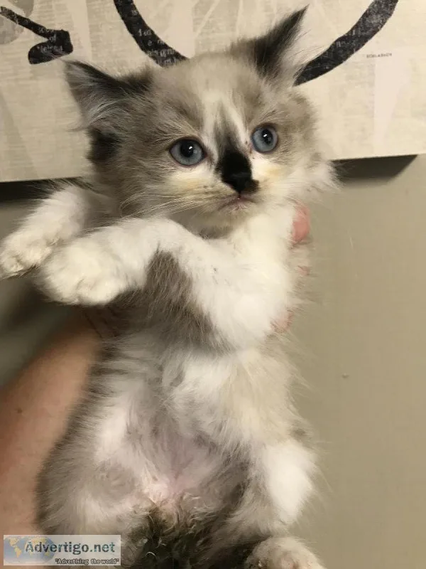Ragdoll male 300 very cute