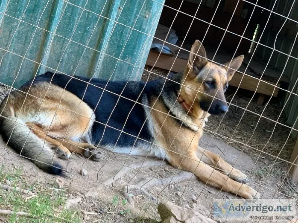 Champion bloodline German Shepherd puppies