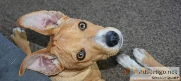 FeistJack Russel pups