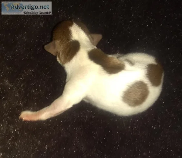 Apple Head Chihuahuas Male and Female