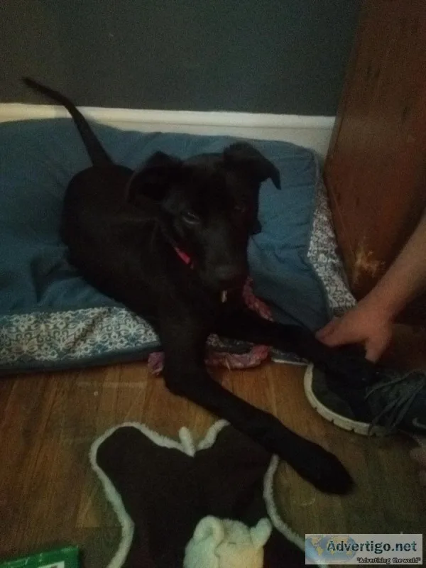 Black German Shepard mix puppy