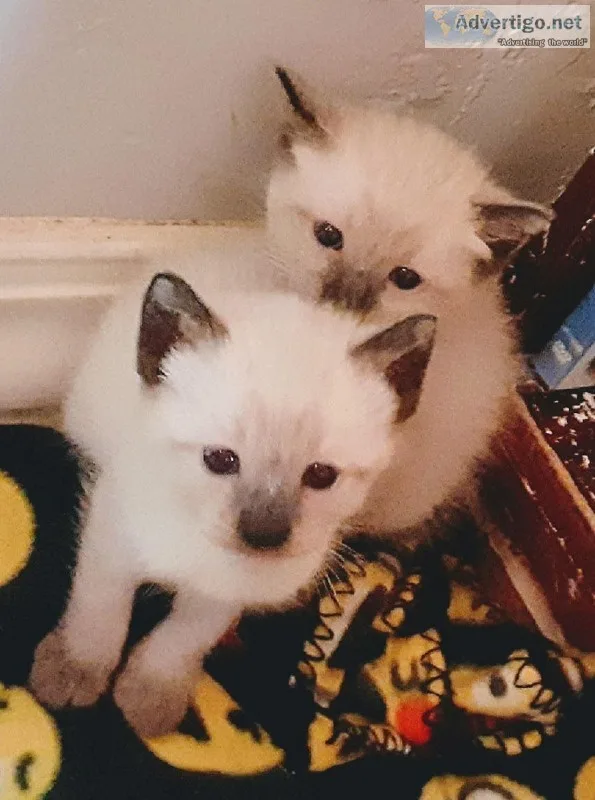 Siamese Snowshoe kittens ready to go