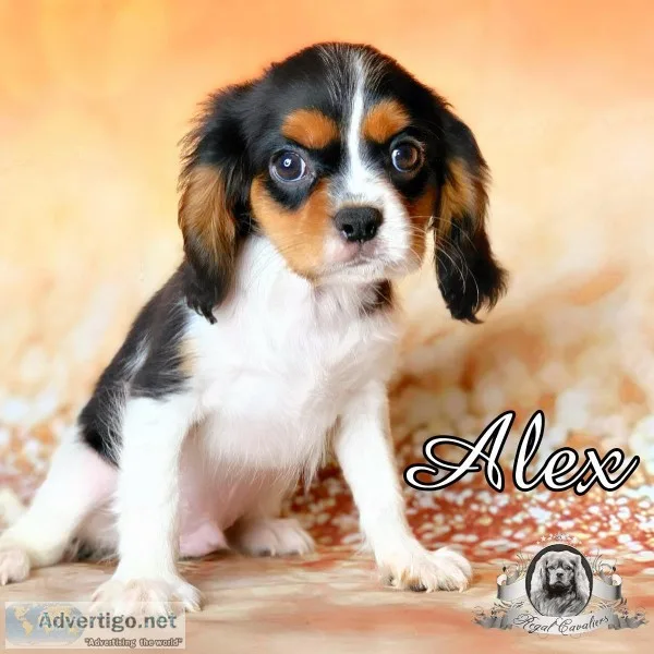 Cavalier King Charles Spaniel puppies