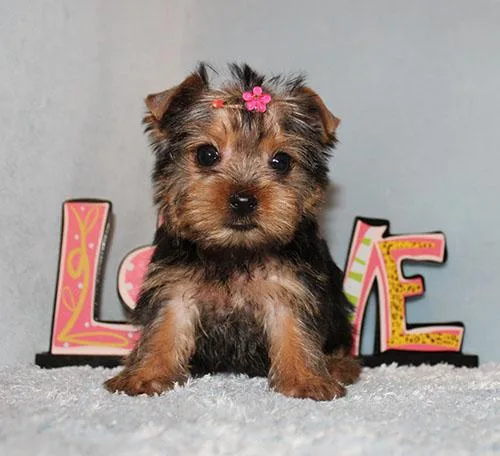 Toy Yorkie Puppy Girl (Urice)