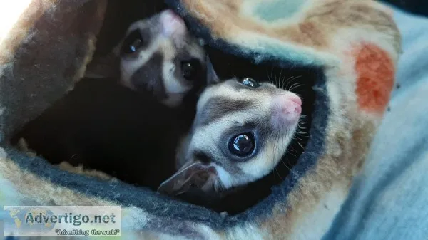 Sugar Gliders