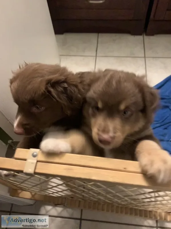Aussie