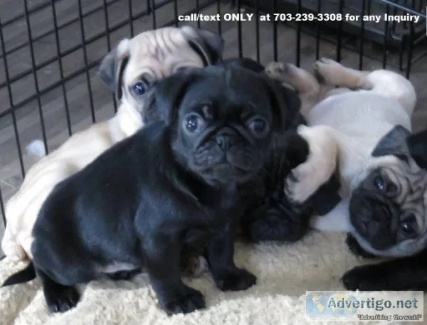 Pug Puppy for sale