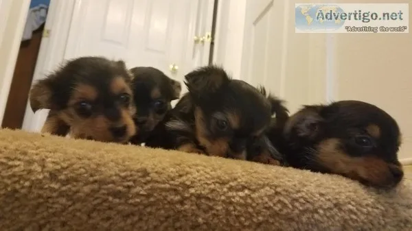 Yorkie Puppies