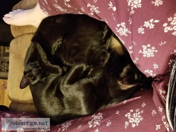 2 sister female black cats
