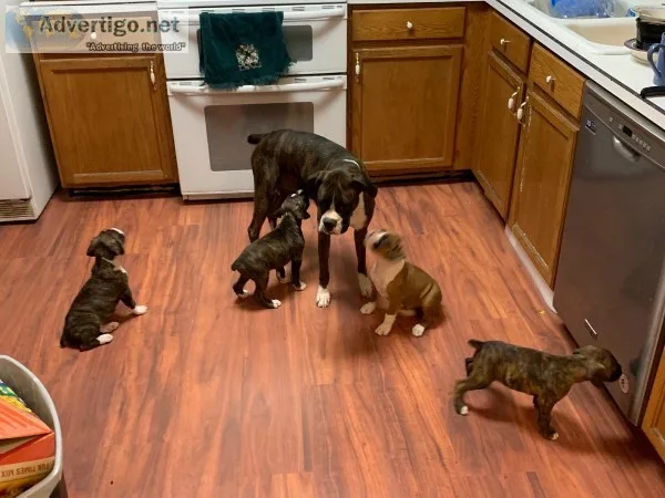 AKC Boxer puppies