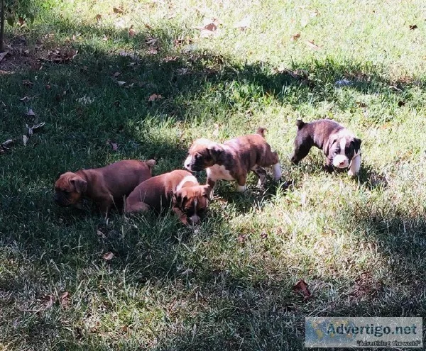 CKC Boxer Puppies