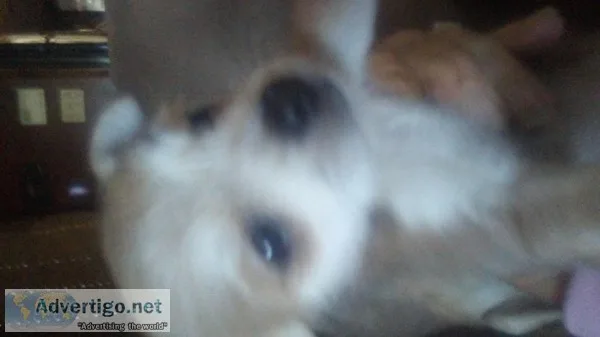 Teacup pomchi puppies