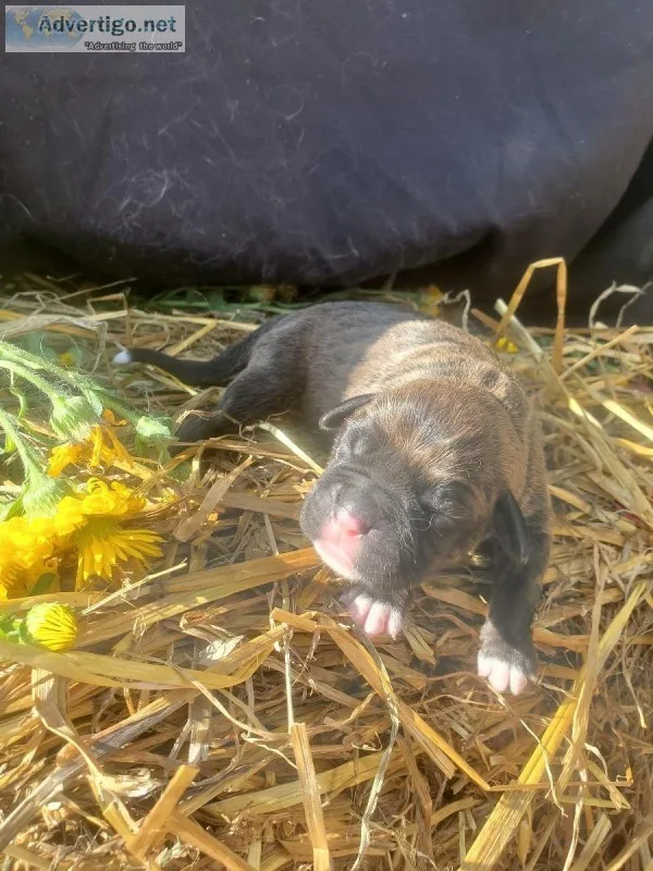 Akc Boxer Puppies