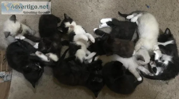 Kittens