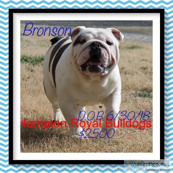 English Bulldog