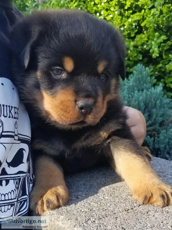Rottweiler Puppies