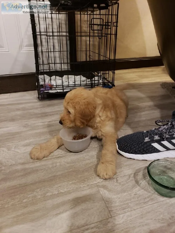 Adorable 8 week old Goldendoodle