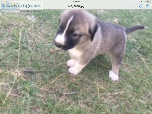 Anatolian Shepherd puppies