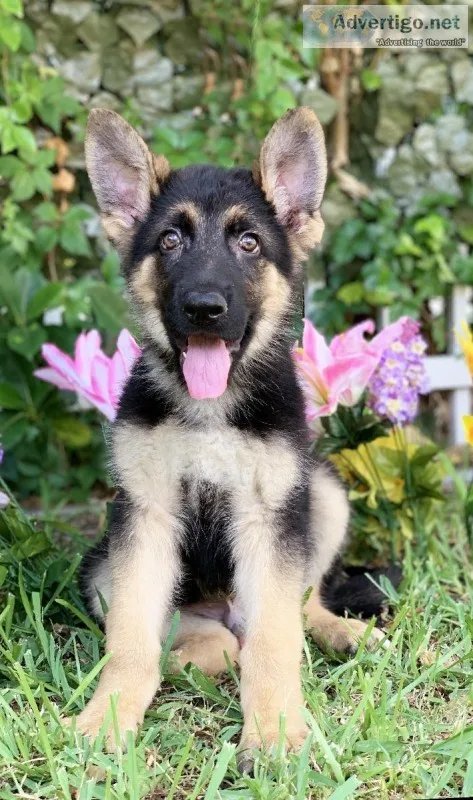 German Shepherd puppies