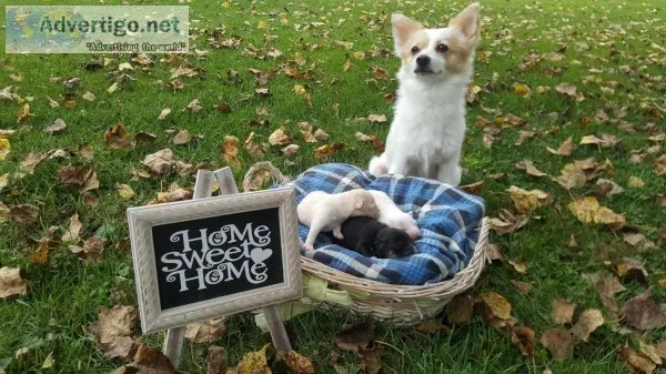 Pomchi Puppies