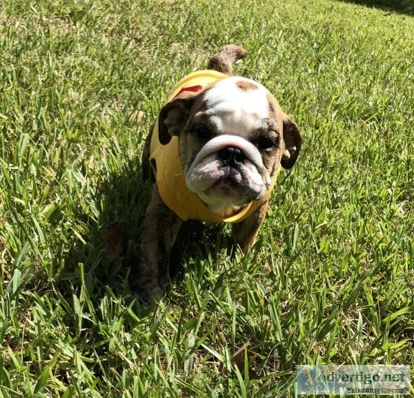 English bulldogs
