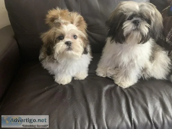 2 shih tzu