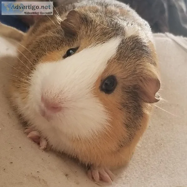 5 month old Male Guinea pig