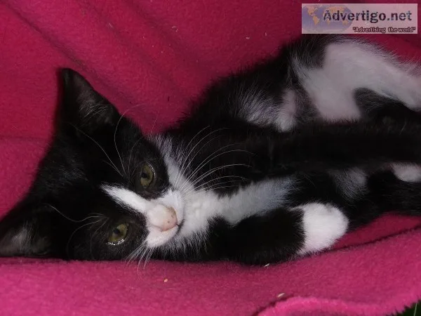 3 month old Tuxedo male kitten
