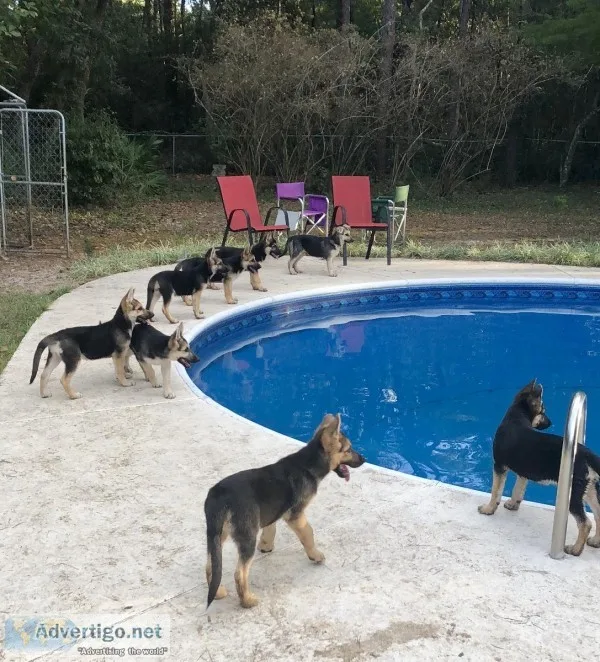 German Shepherd puppies