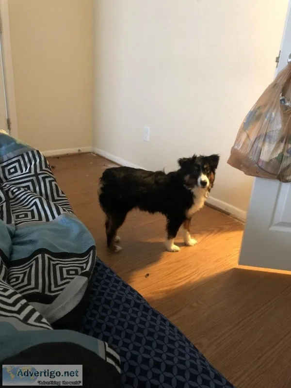 Miniature Aussie 