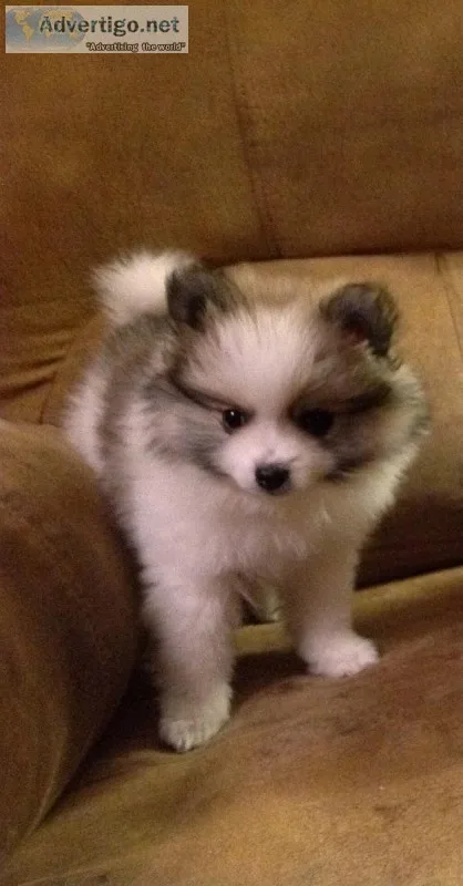Pomeranian puppies