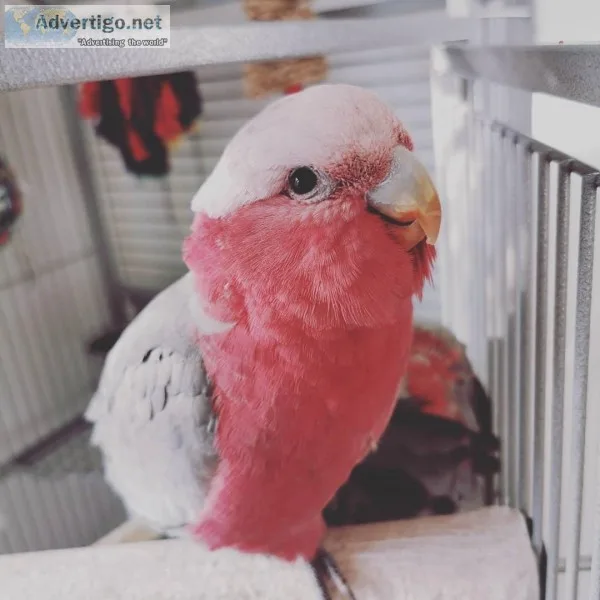 LOVELY Galah Cockatoo FOR SALE