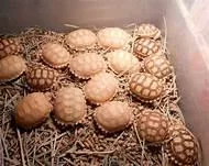 SULCATA TORTOISE HATCHLINGS