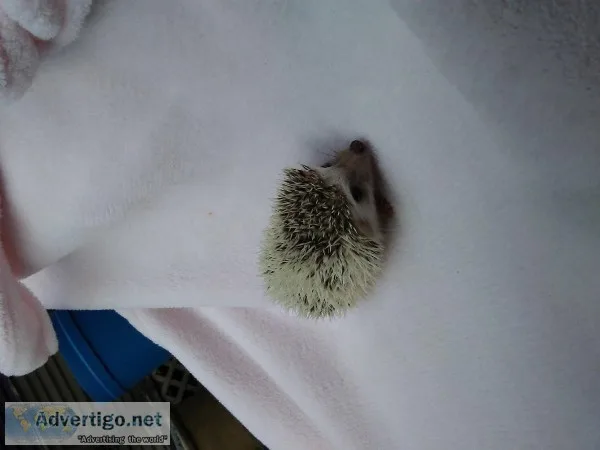 Pinto salt and pepper hedgehog babies