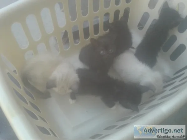 Kittys