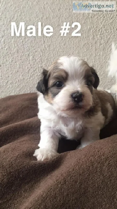 Shih Tzu x Maltese puppies (Mal-Shi)