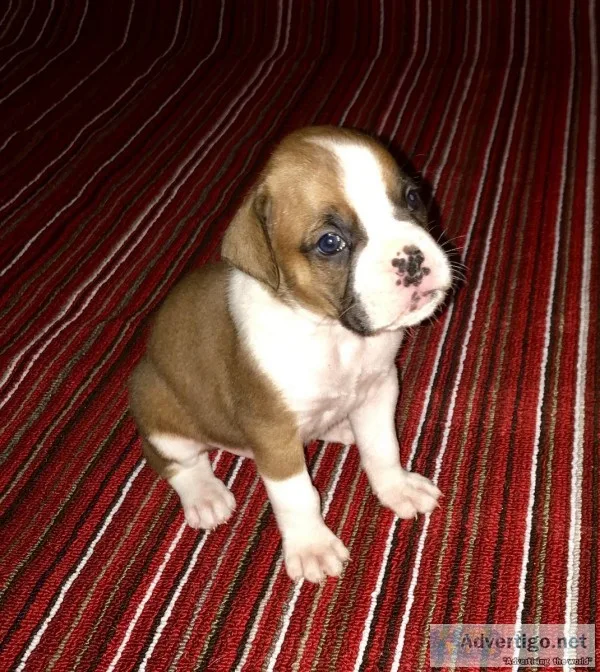 Boxer Puppies