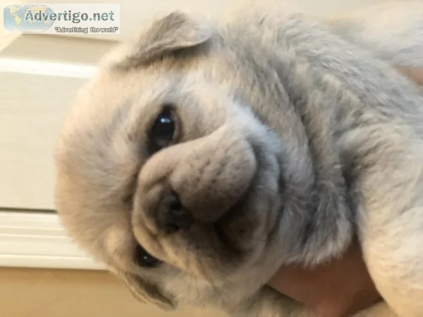 AKC white and chinchilla colored pugs