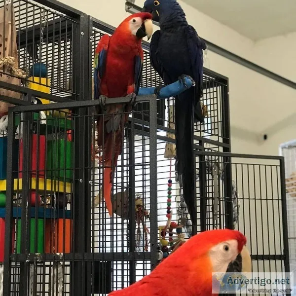 HYACINTH MACAW FOR SALE