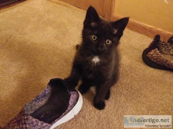 7 week old kitten free