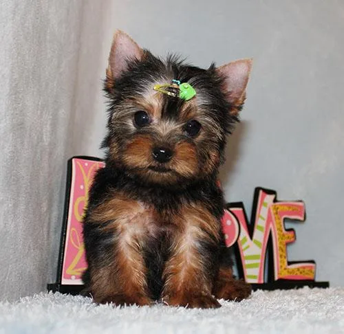 Micro Tiny Teacup Yorkie Puppy Boy (Stan)