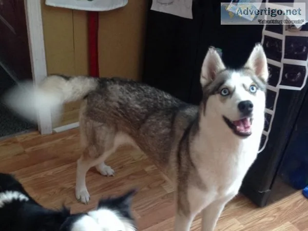 Siberian husky