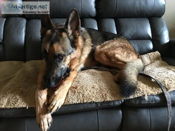 German Shepherd