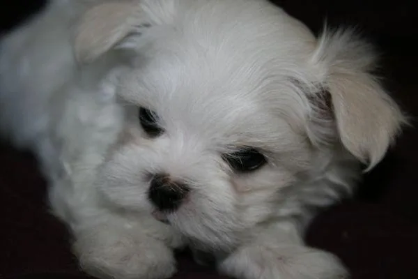 Maltese Puppy Male and Female