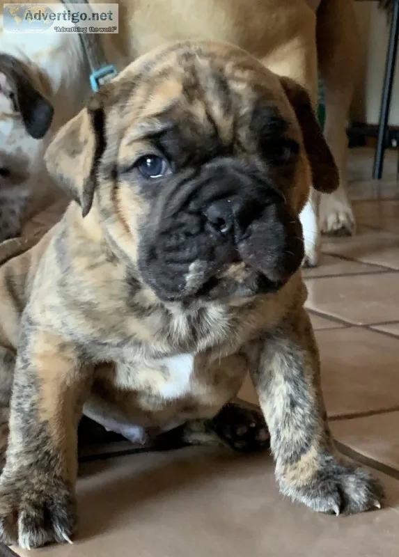 Olde English bulldogge puppies