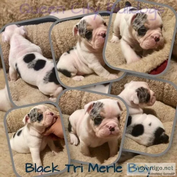 English Bulldog Puppies