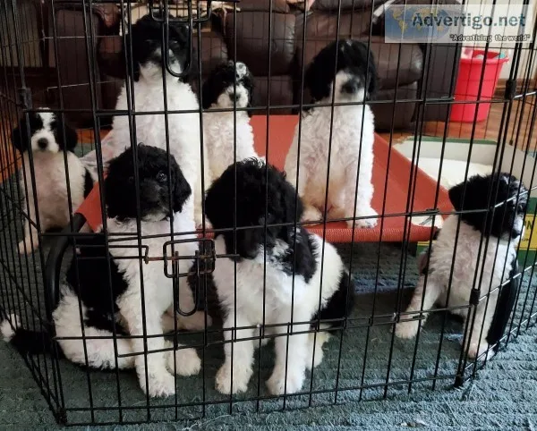 Goldendoodles