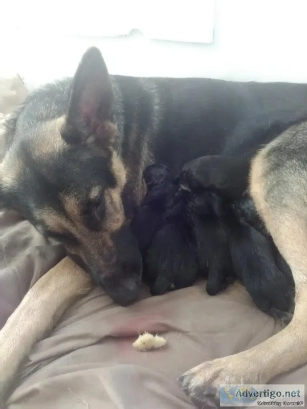 Pure breed German shepherds