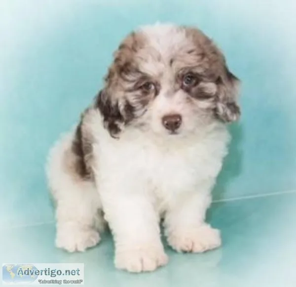 Alvie Male Shihpoo